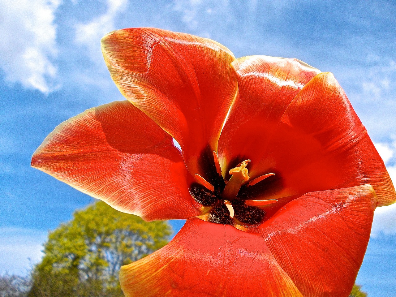 tulip himmel pistils free photo