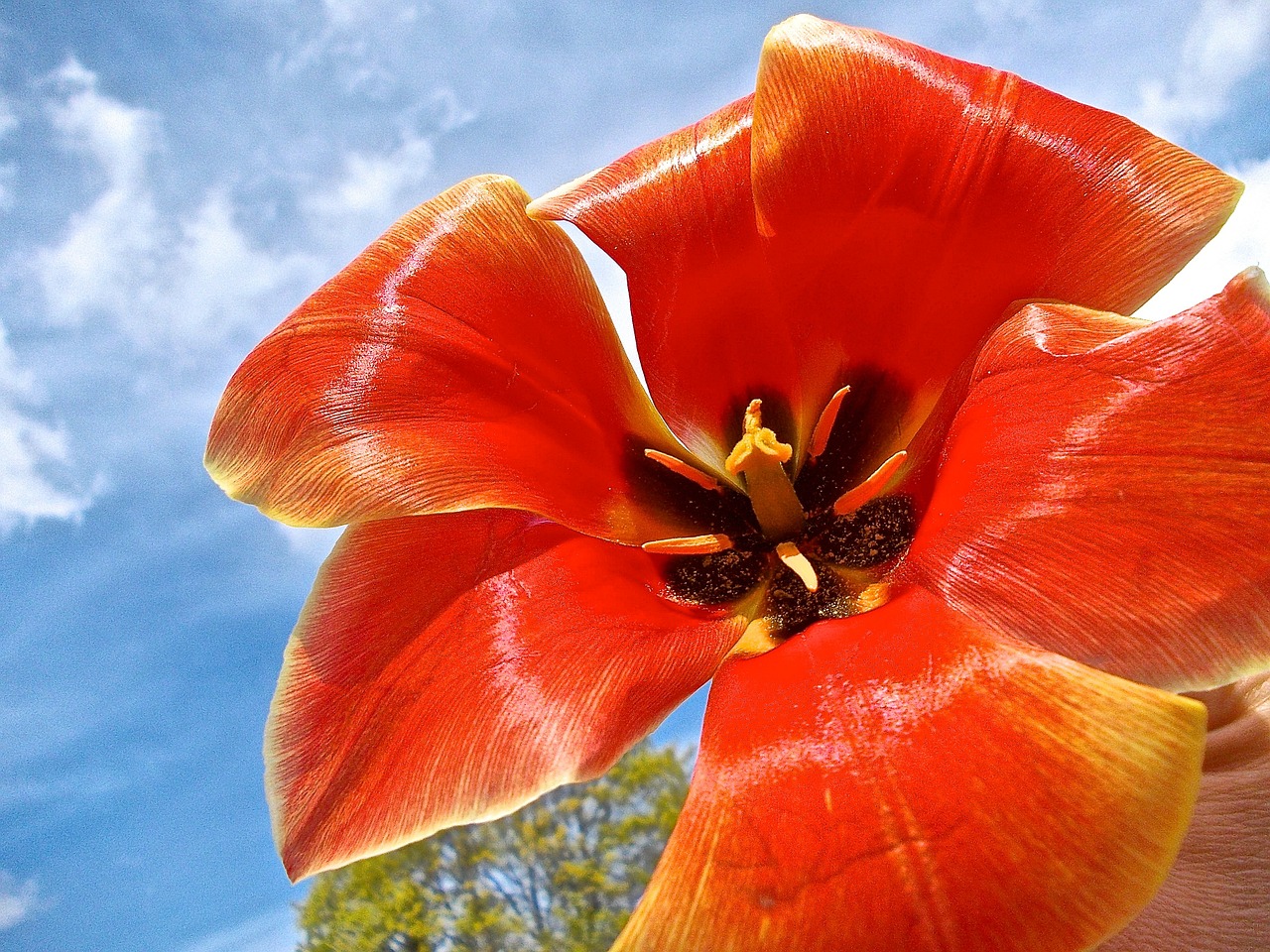 tulip red cloud free photo