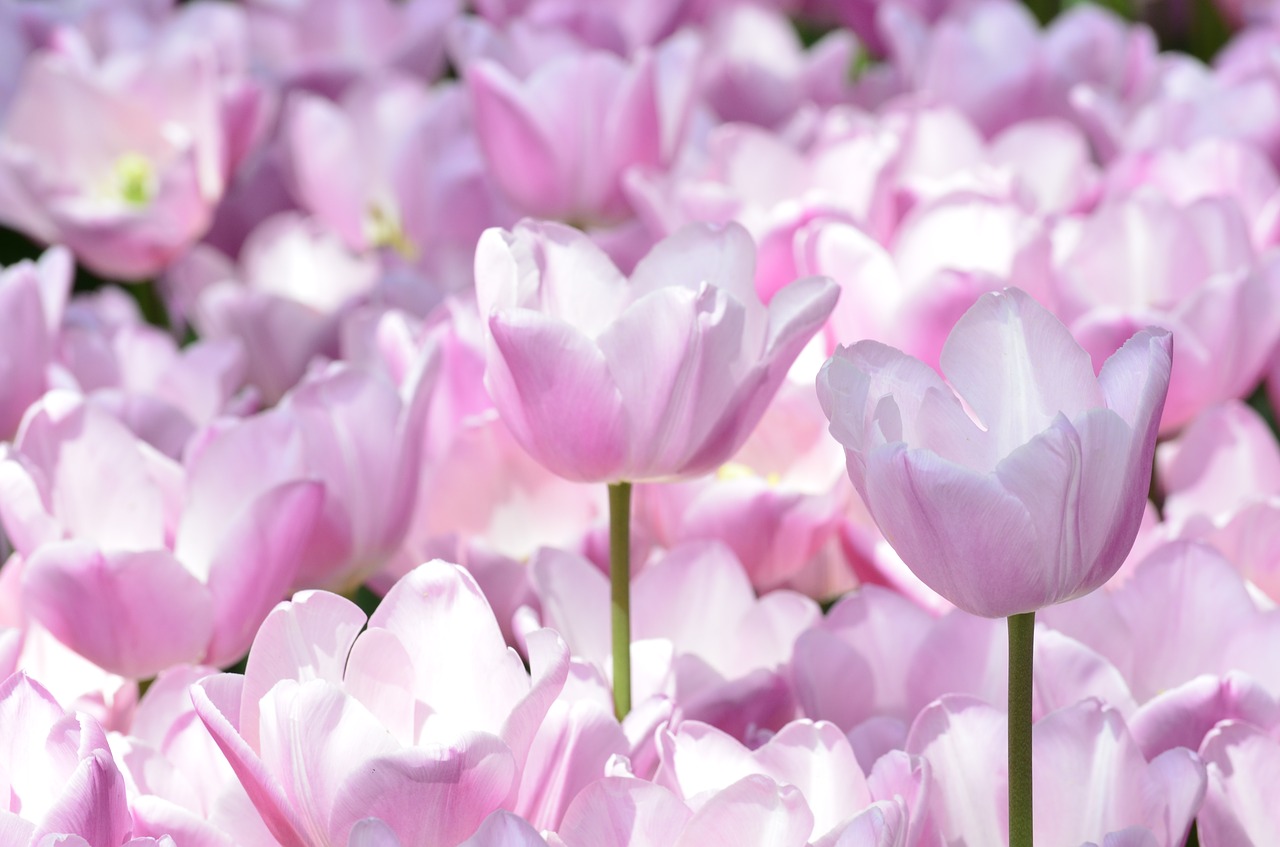 tulip  flower  orange free photo