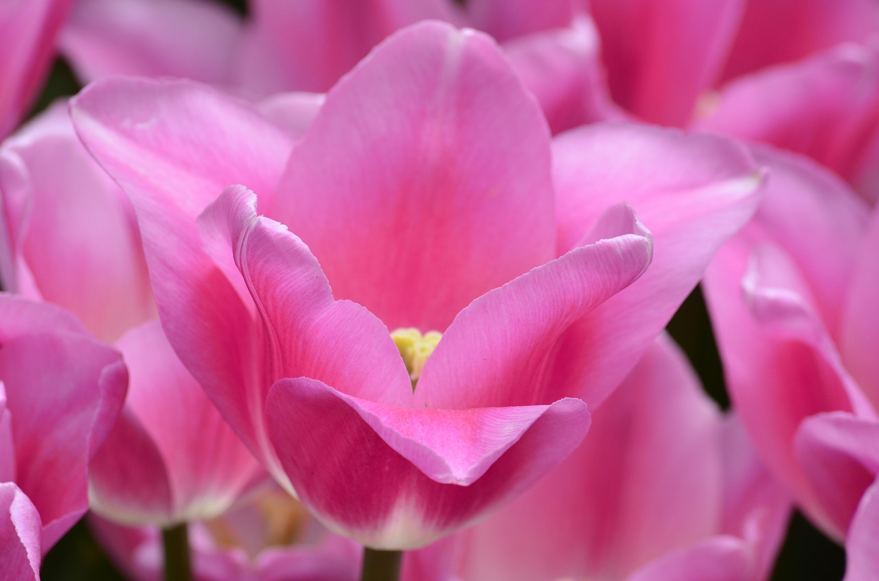 tulip  flower  orange free photo