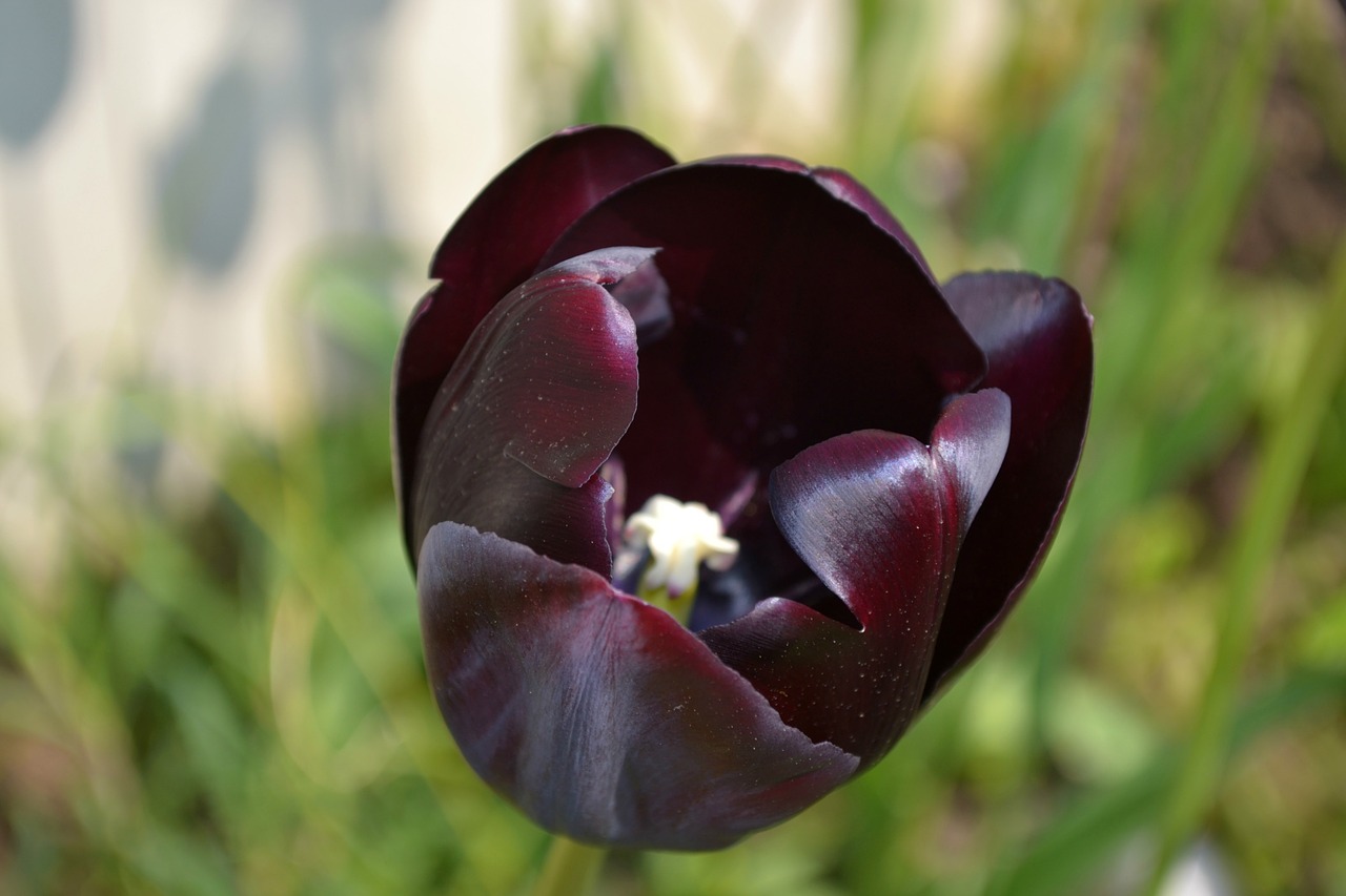 tulip flower macro free photo