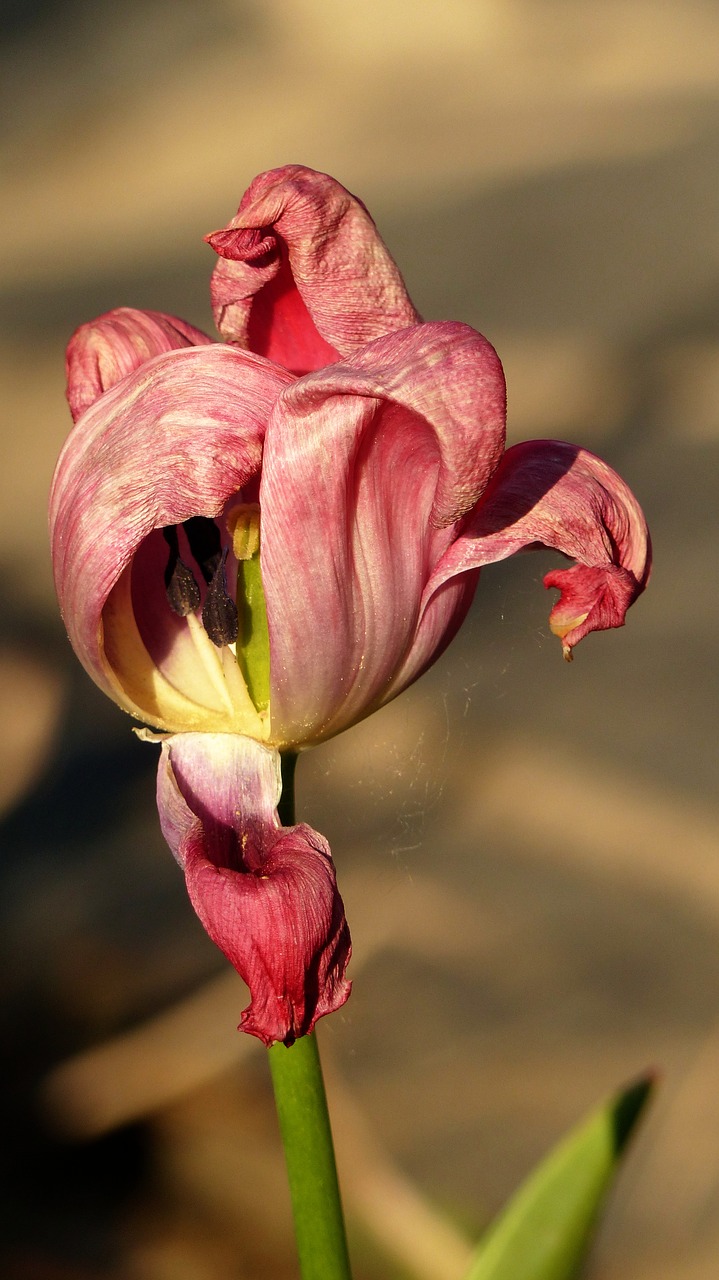 tulip  faded  blossom free photo