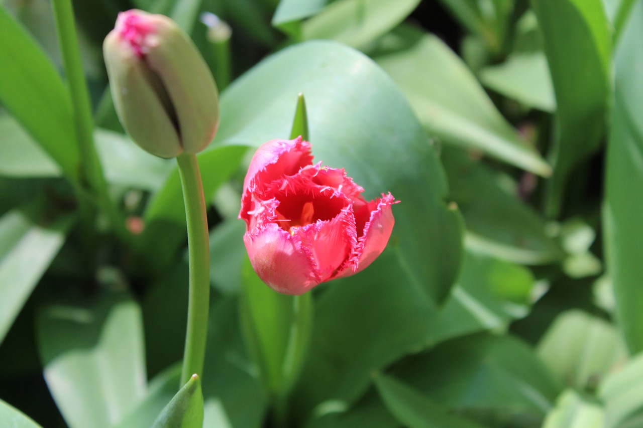 tulip  netherlands  flower free photo
