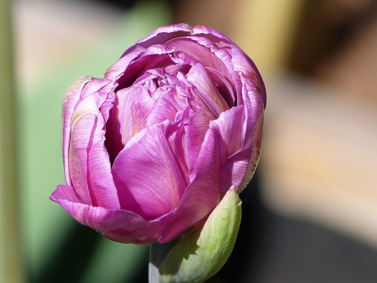 tulip  purple  lökväxt free photo