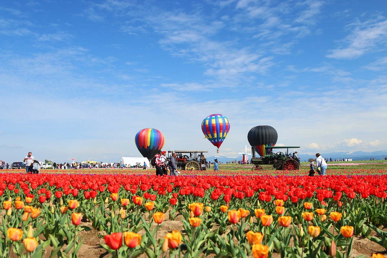 tulip  hot air balloon free pictures free photo