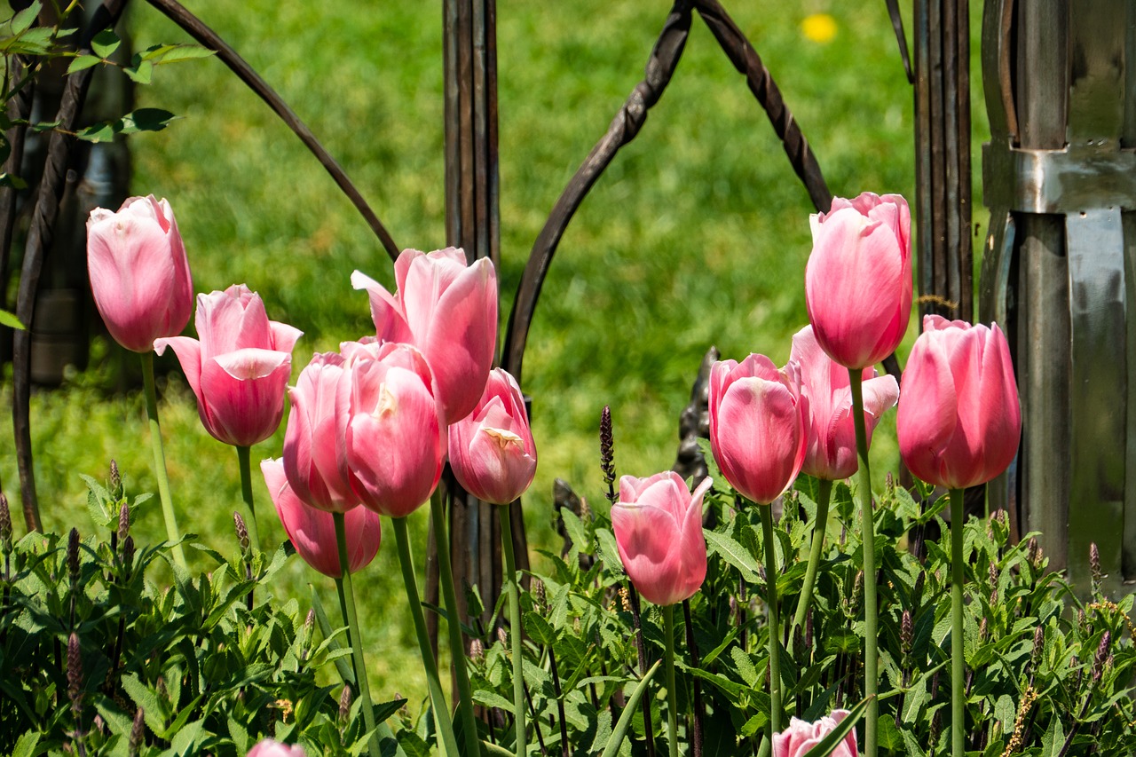 tulip  flower  garden free photo