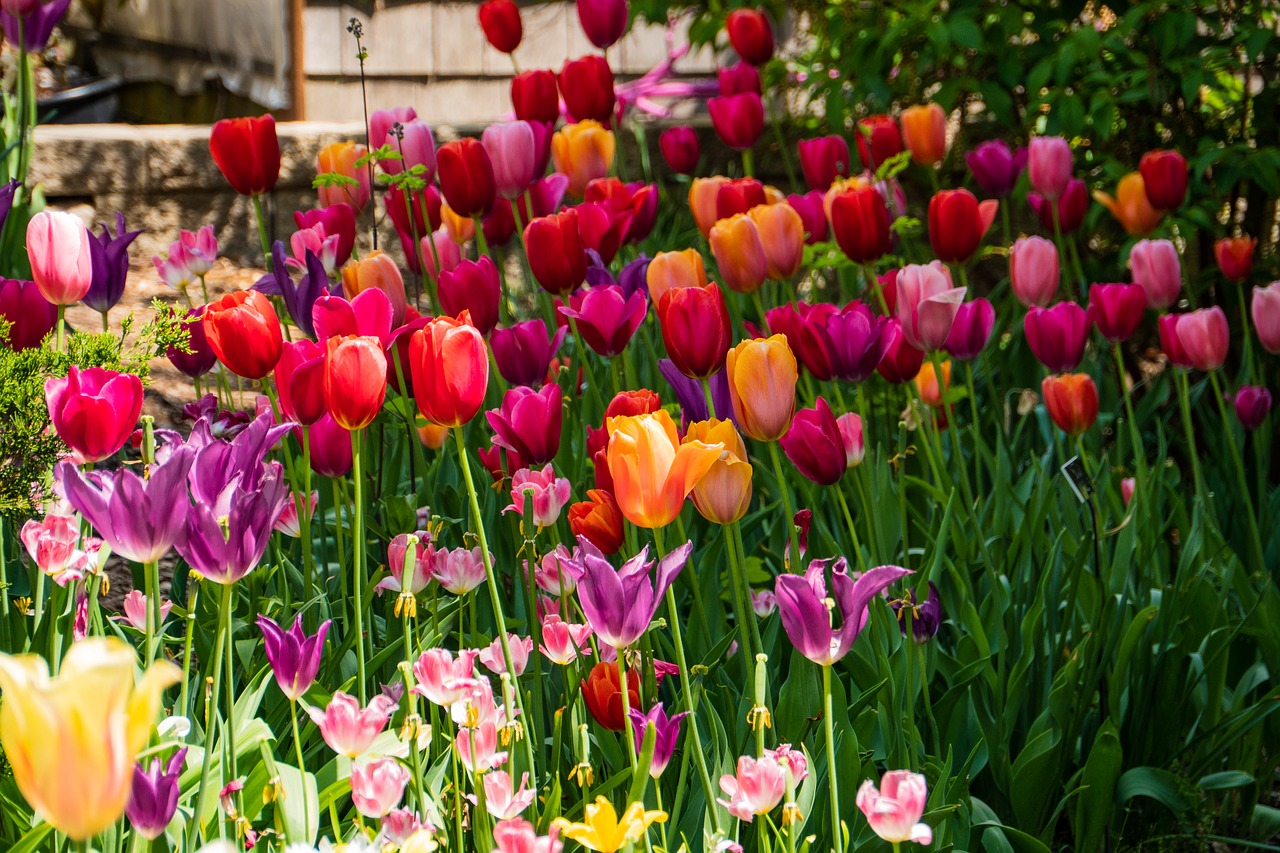 tulip  flower  garden free photo