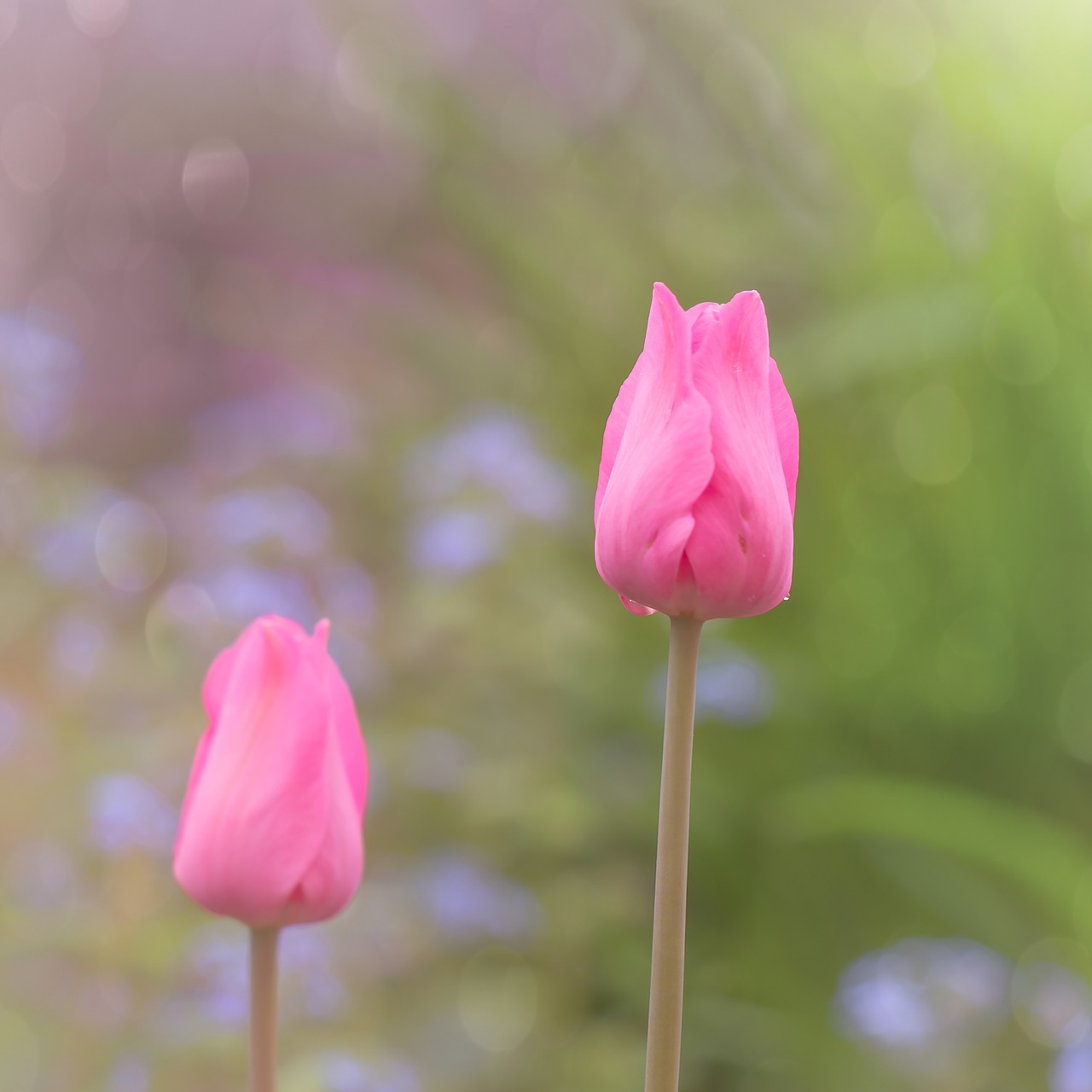 tulip  spring  nature free photo