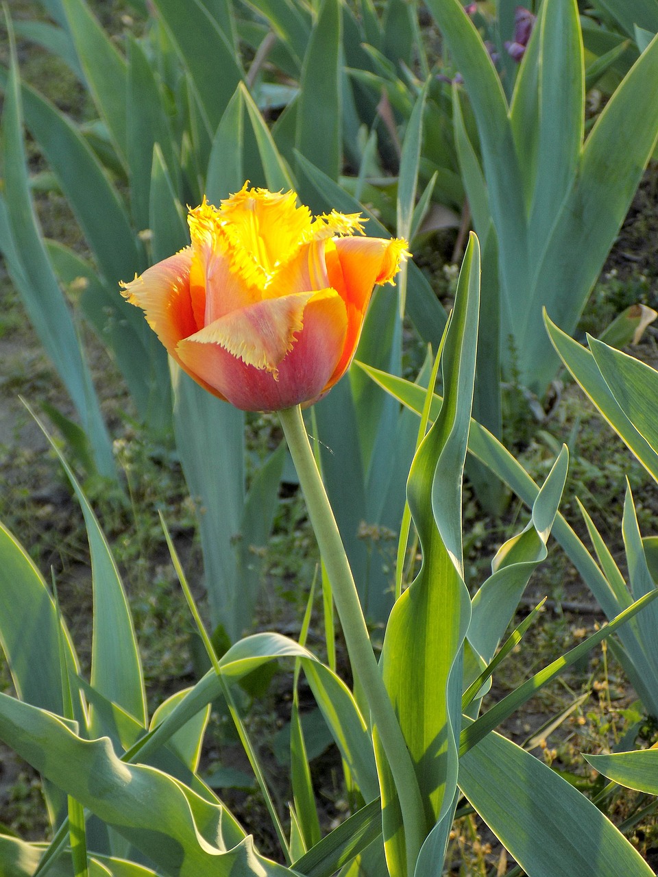 tulip  botanical garden  flower free photo