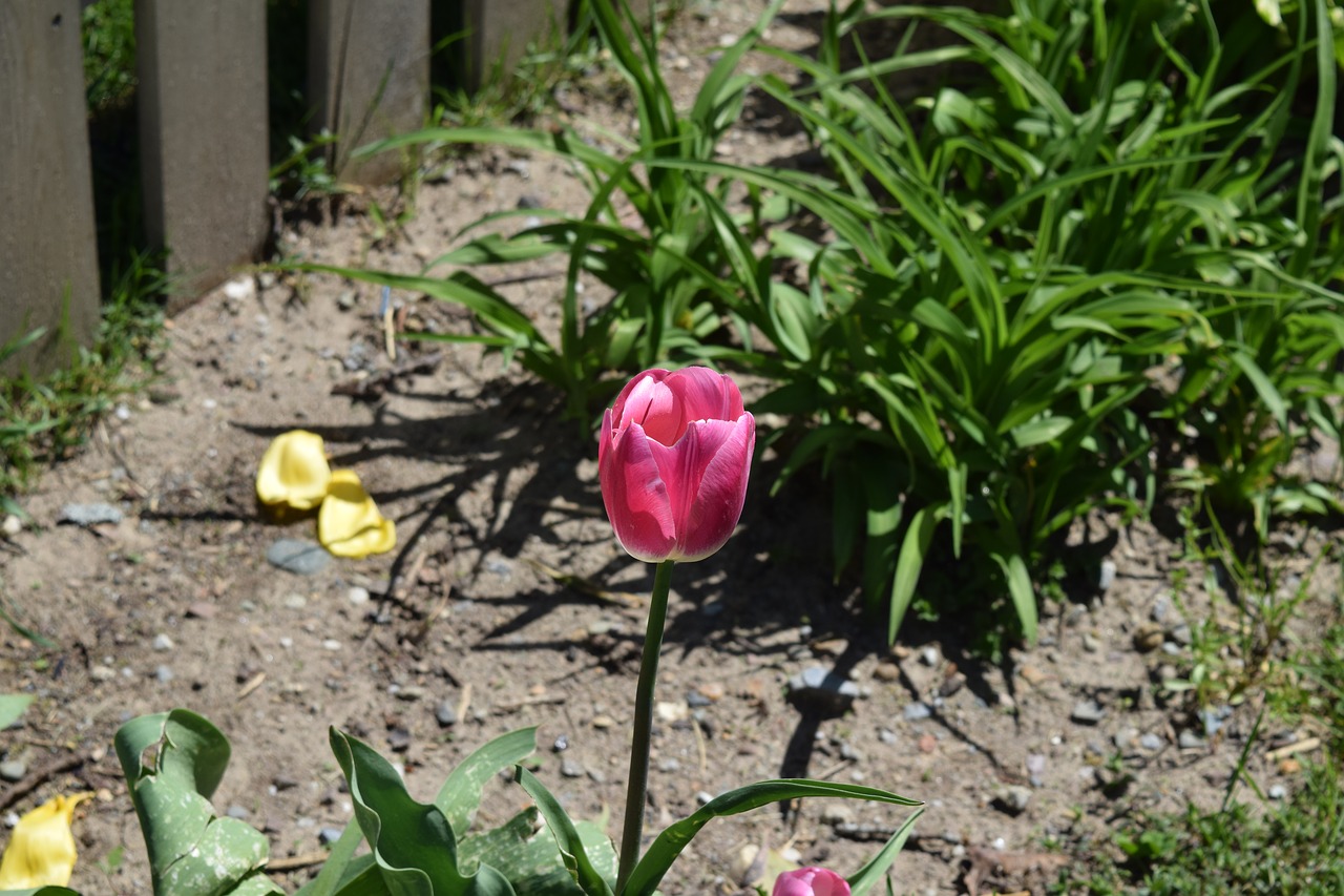 tulip  flower  spring free photo