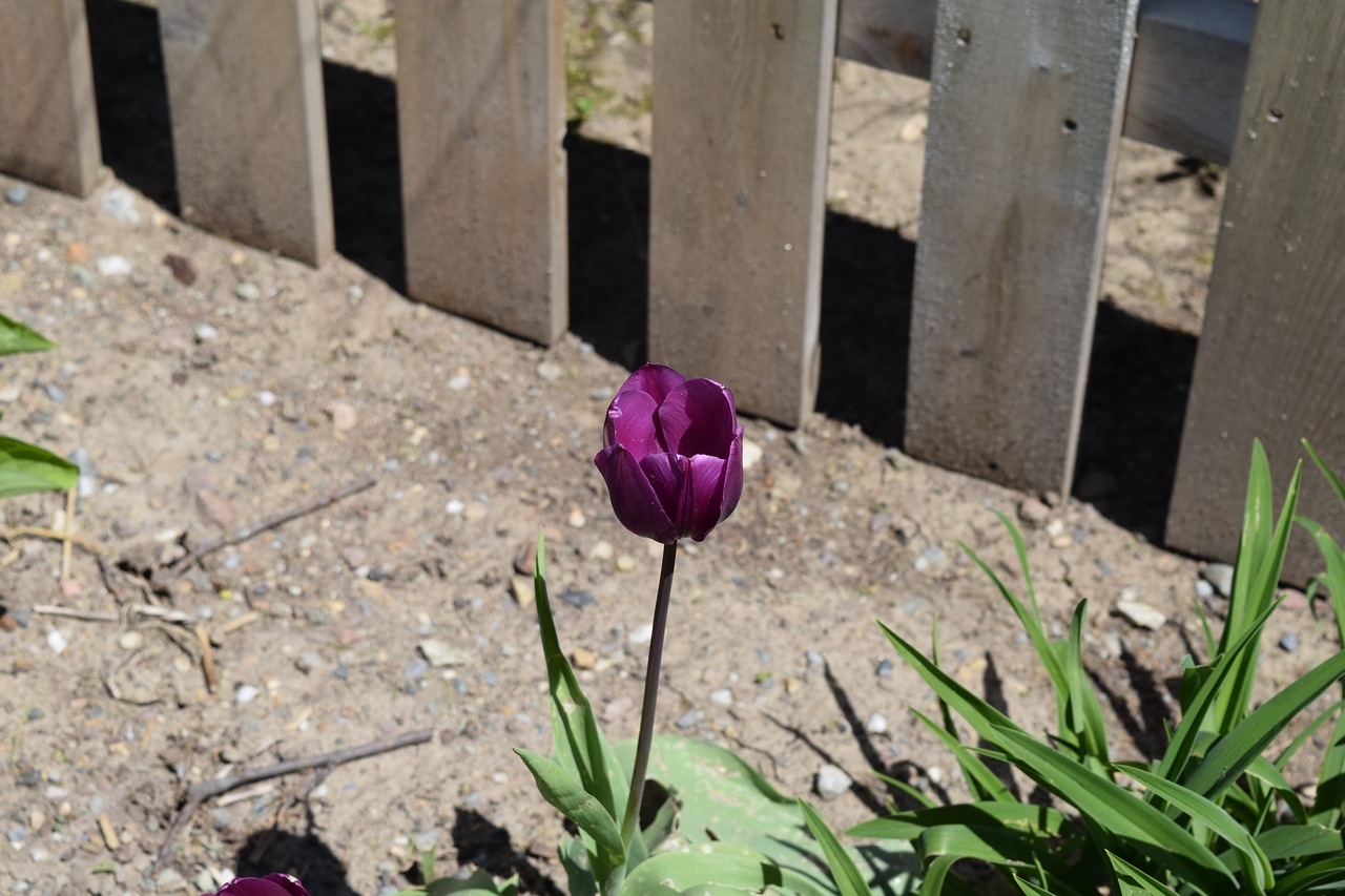 tulip  flower  spring free photo