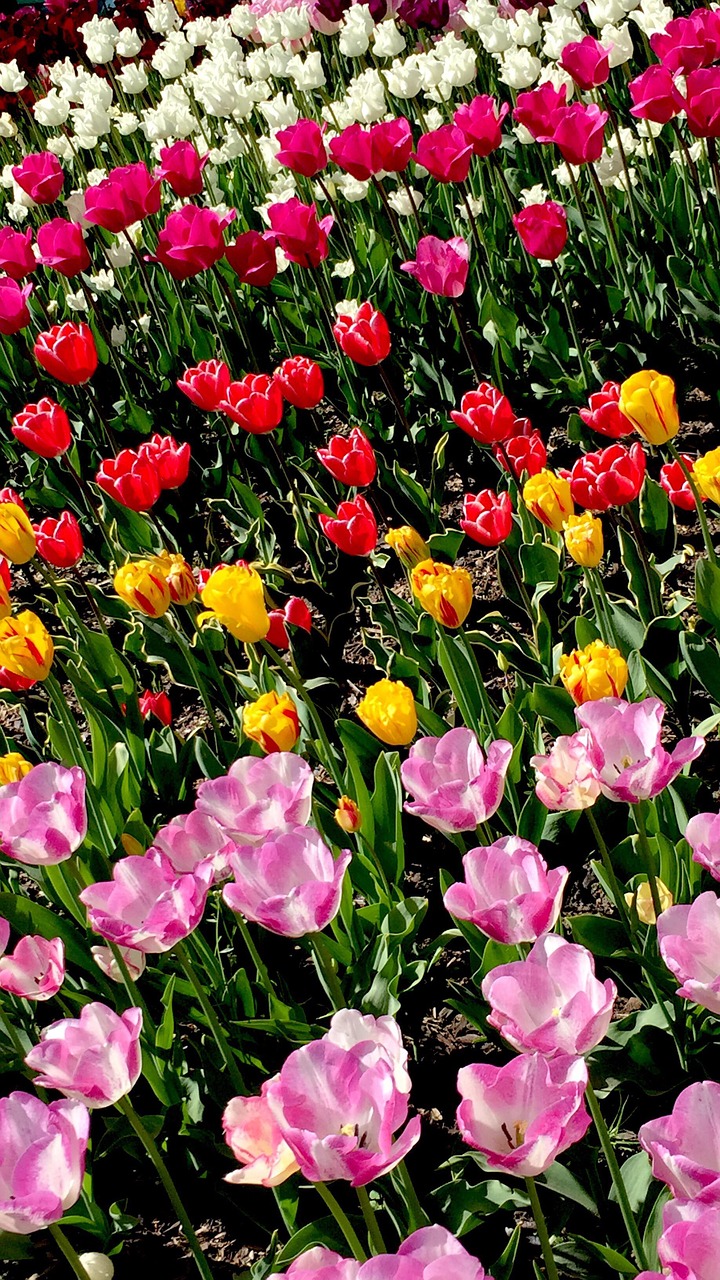 tulip  biodiversity  flowers free photo