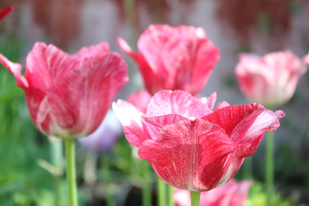 tulip  flower  pink free photo