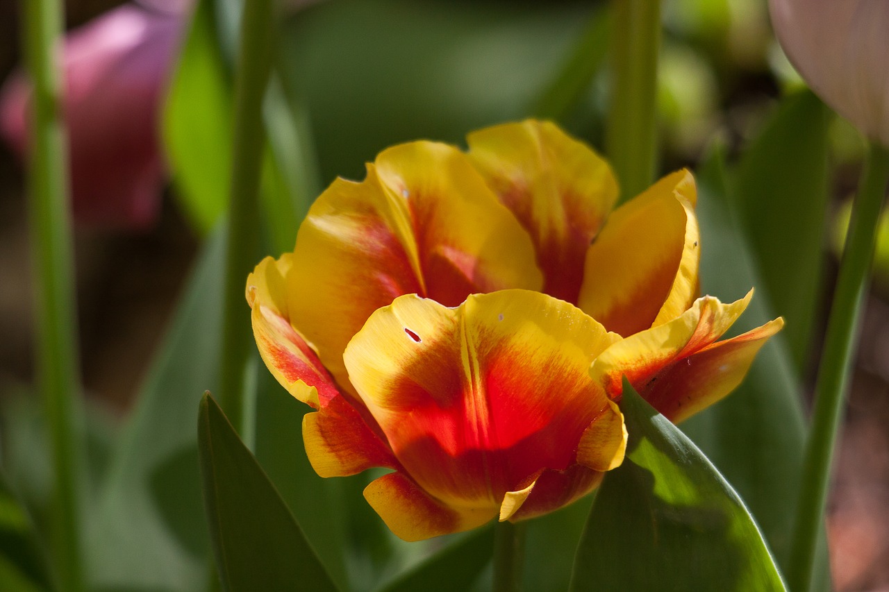 tulip  blossom  bloom free photo