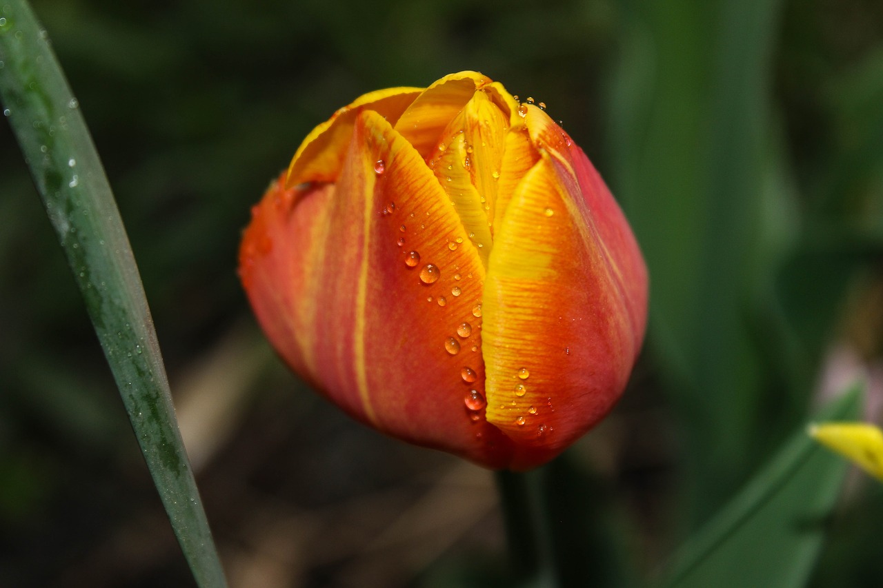 tulip  drip  orange free photo