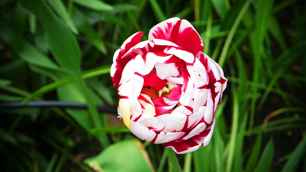 tulip noble tulip red white free photo