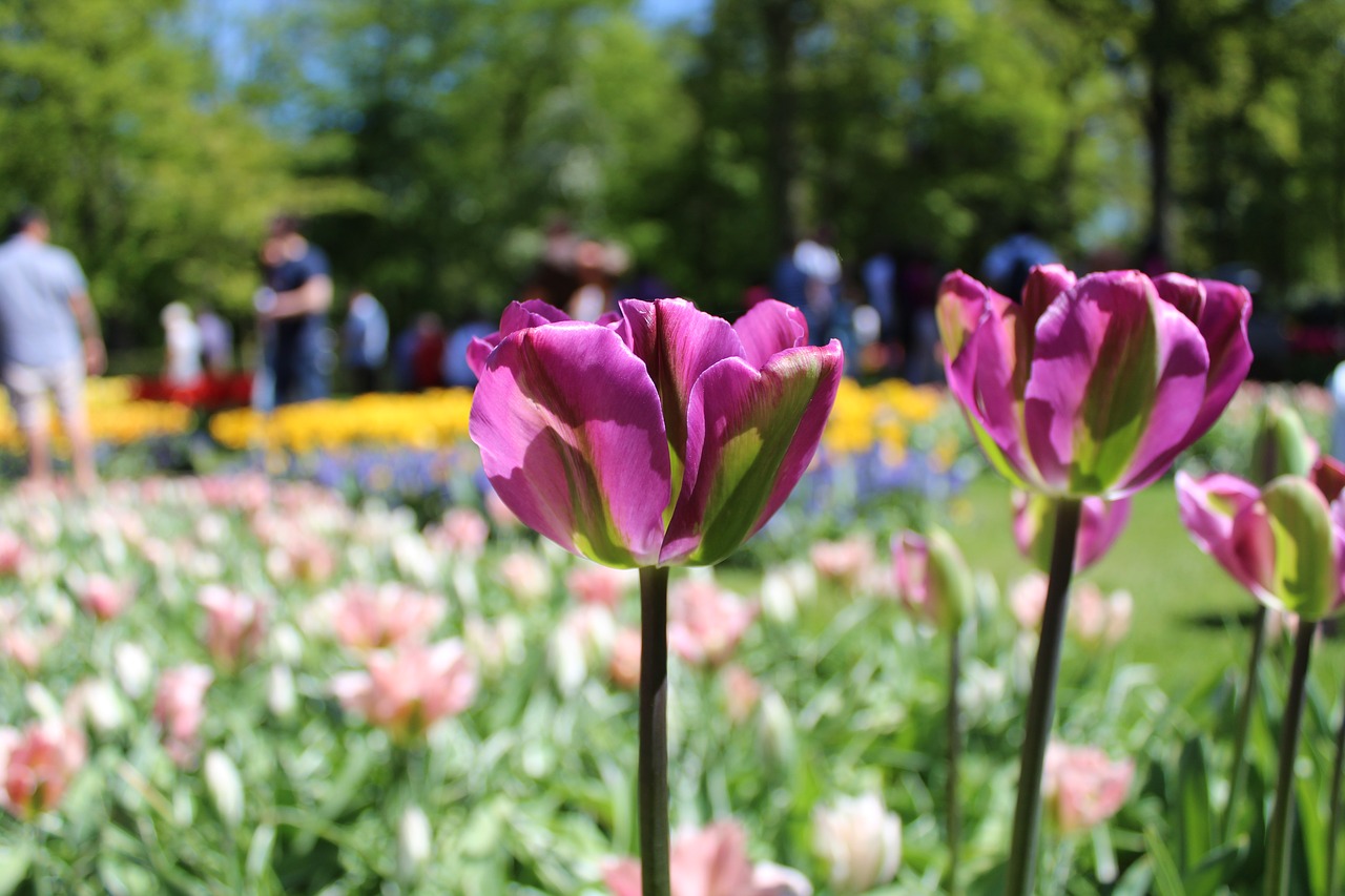 tulip  amsterdao  plant free photo