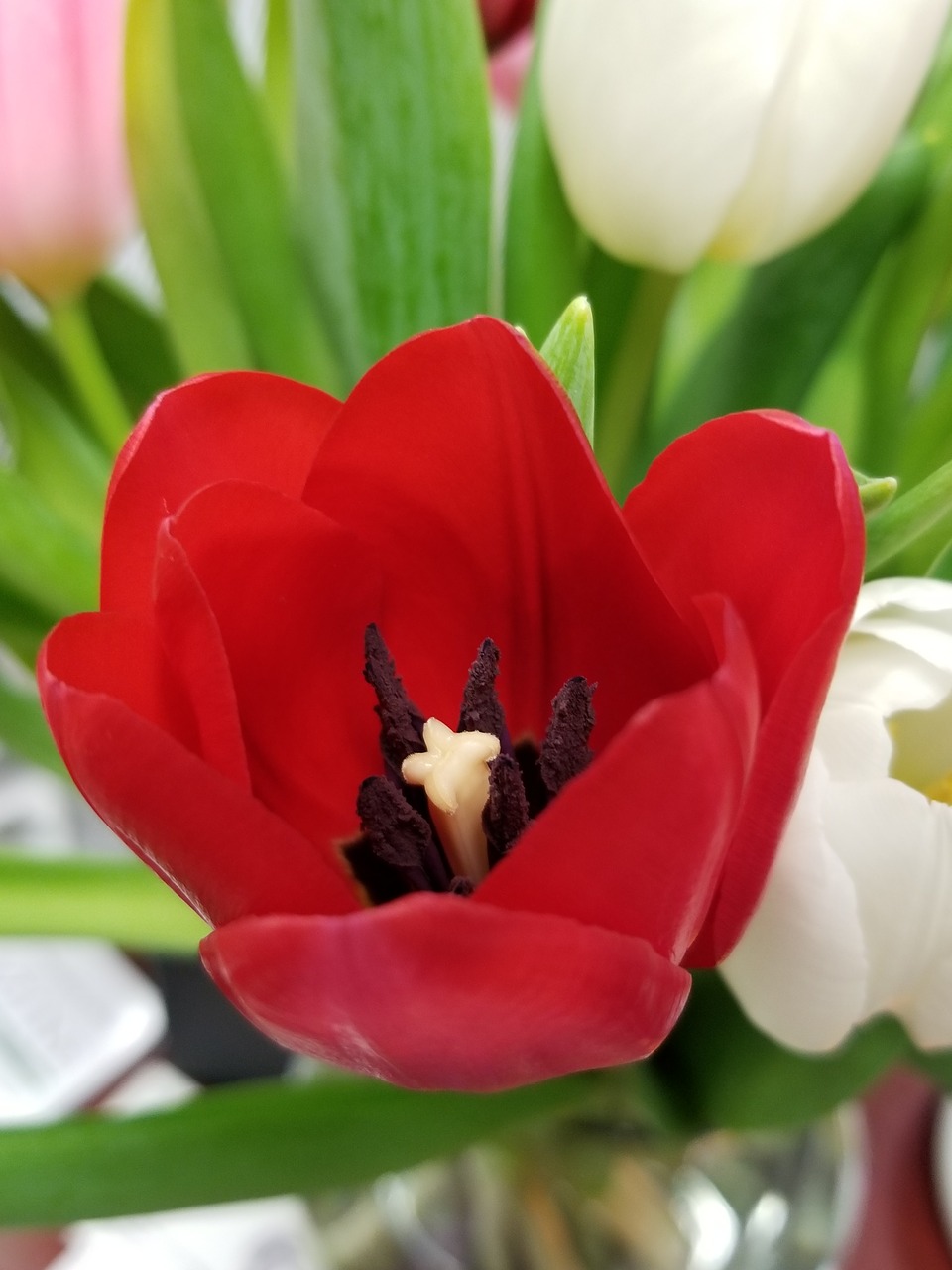 tulip  flowers  bloom free photo