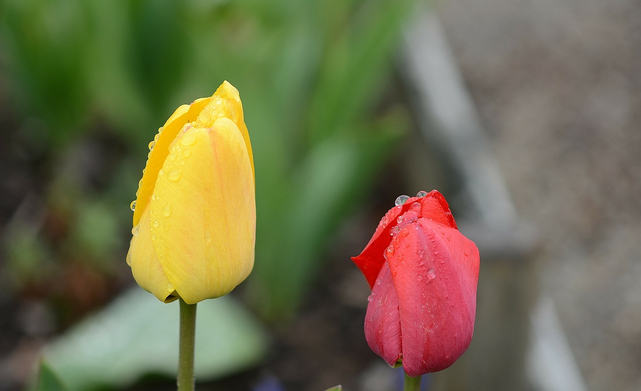 tulip lily spring free photo