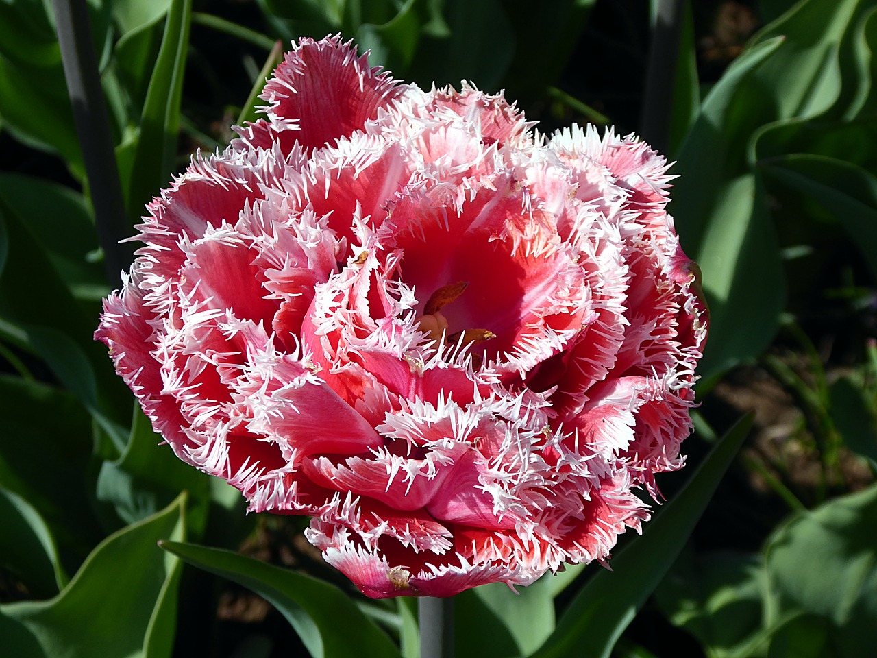 tulip  flower  pink free photo