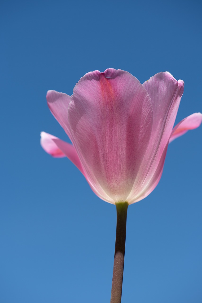 tulip  pink  tulip pink free photo