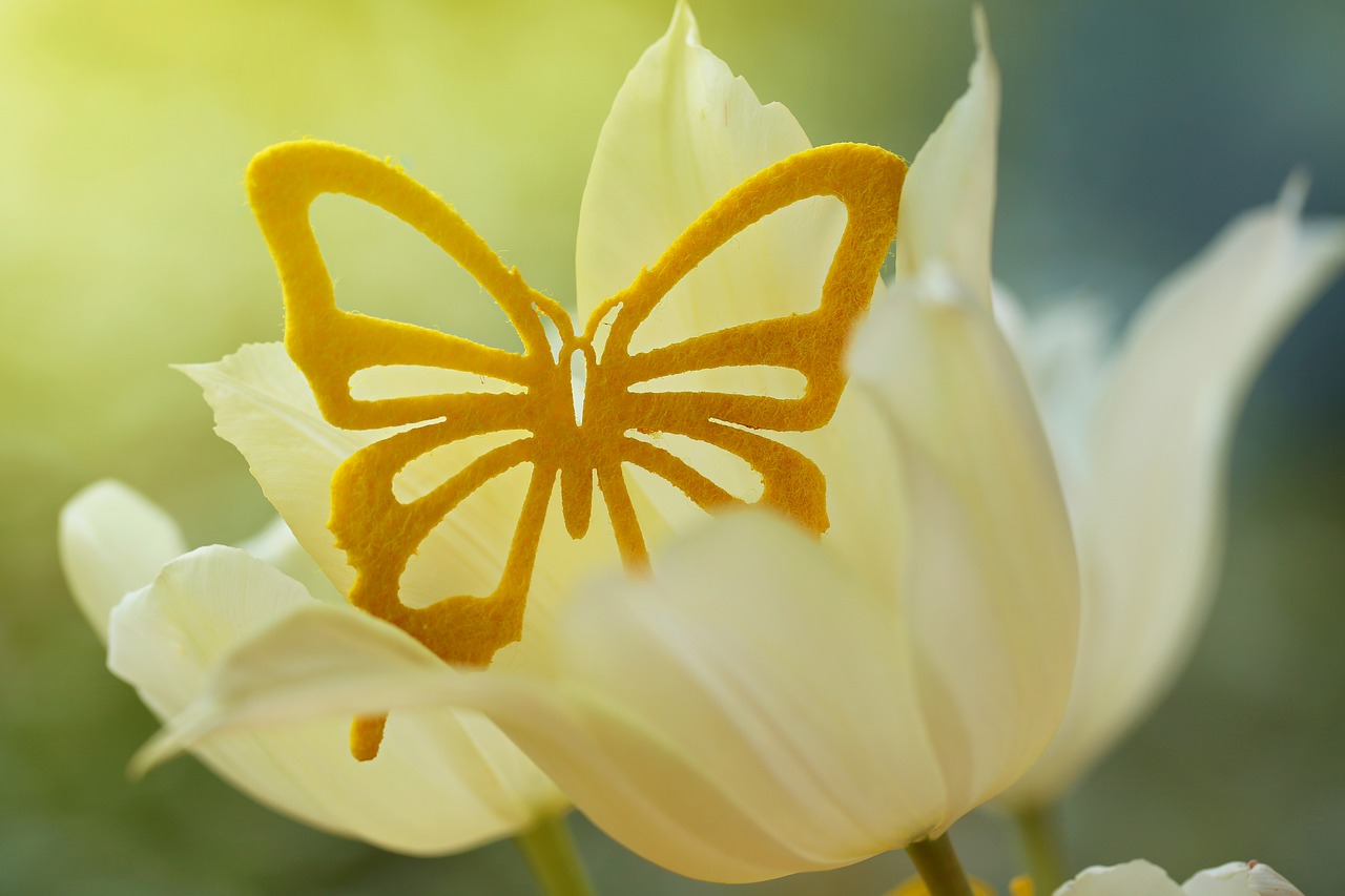 tulip  butterfly  flower free photo