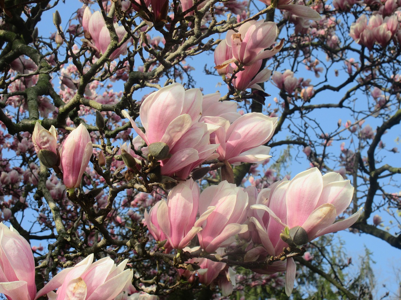 tulip  tree  flower free photo