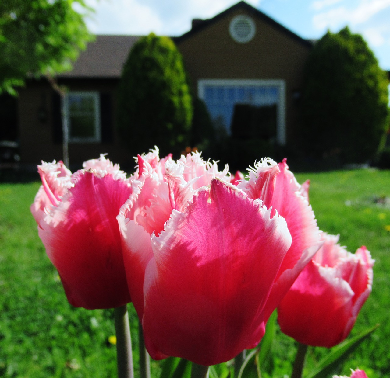 tulip  house  spring free photo