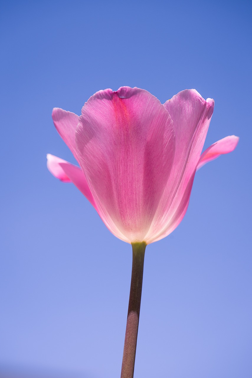 tulip  pink  tulip pink free photo