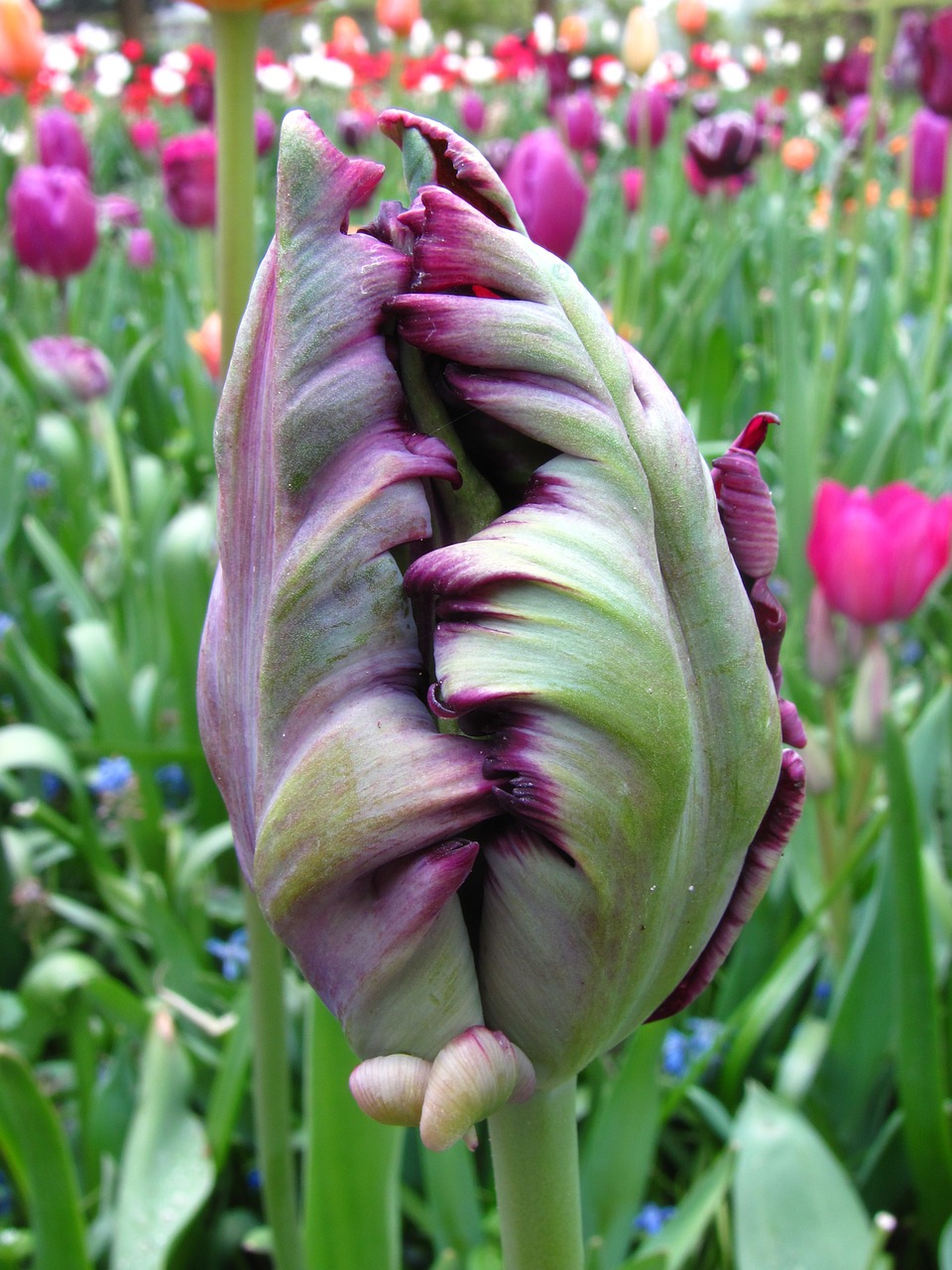 tulip violet closed free photo