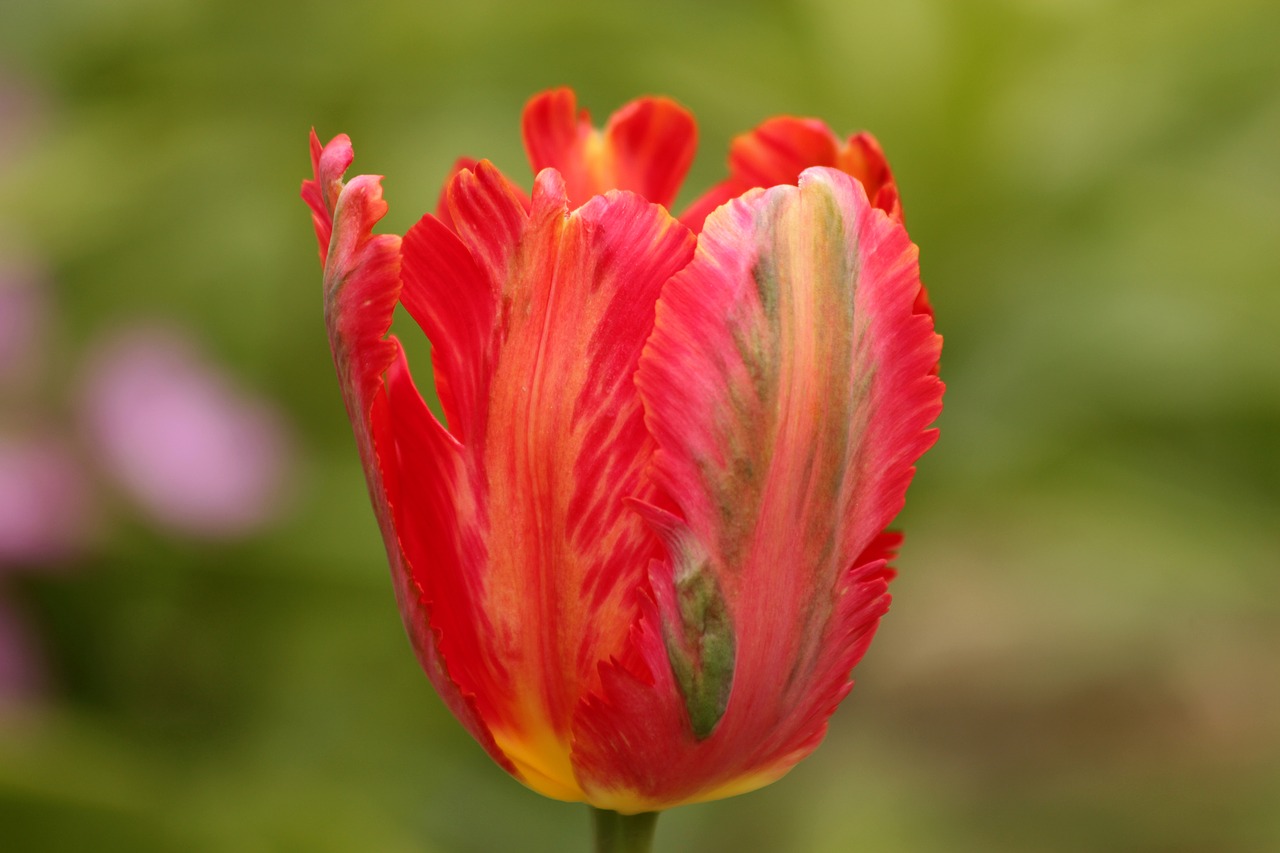 tulip  red tulip  flower free photo