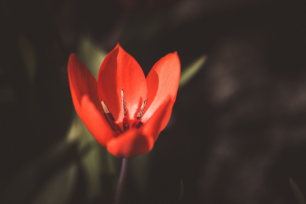 tulip  small tulip  red free photo