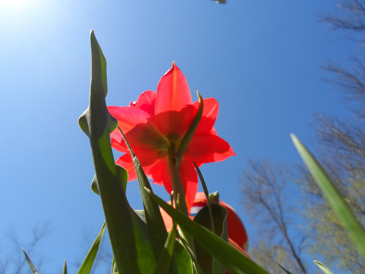 tulip wildflower floral free photo