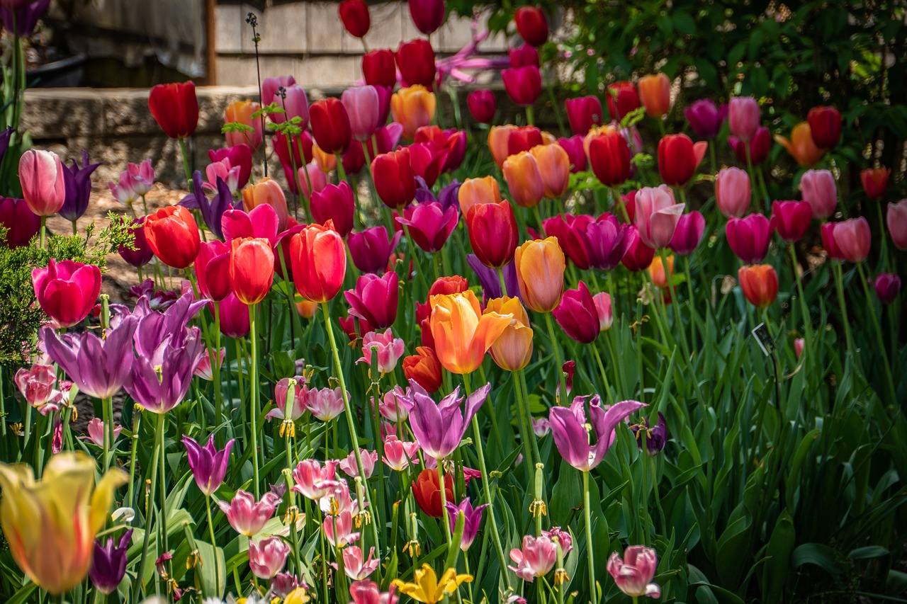 tulip  flower  spring free photo