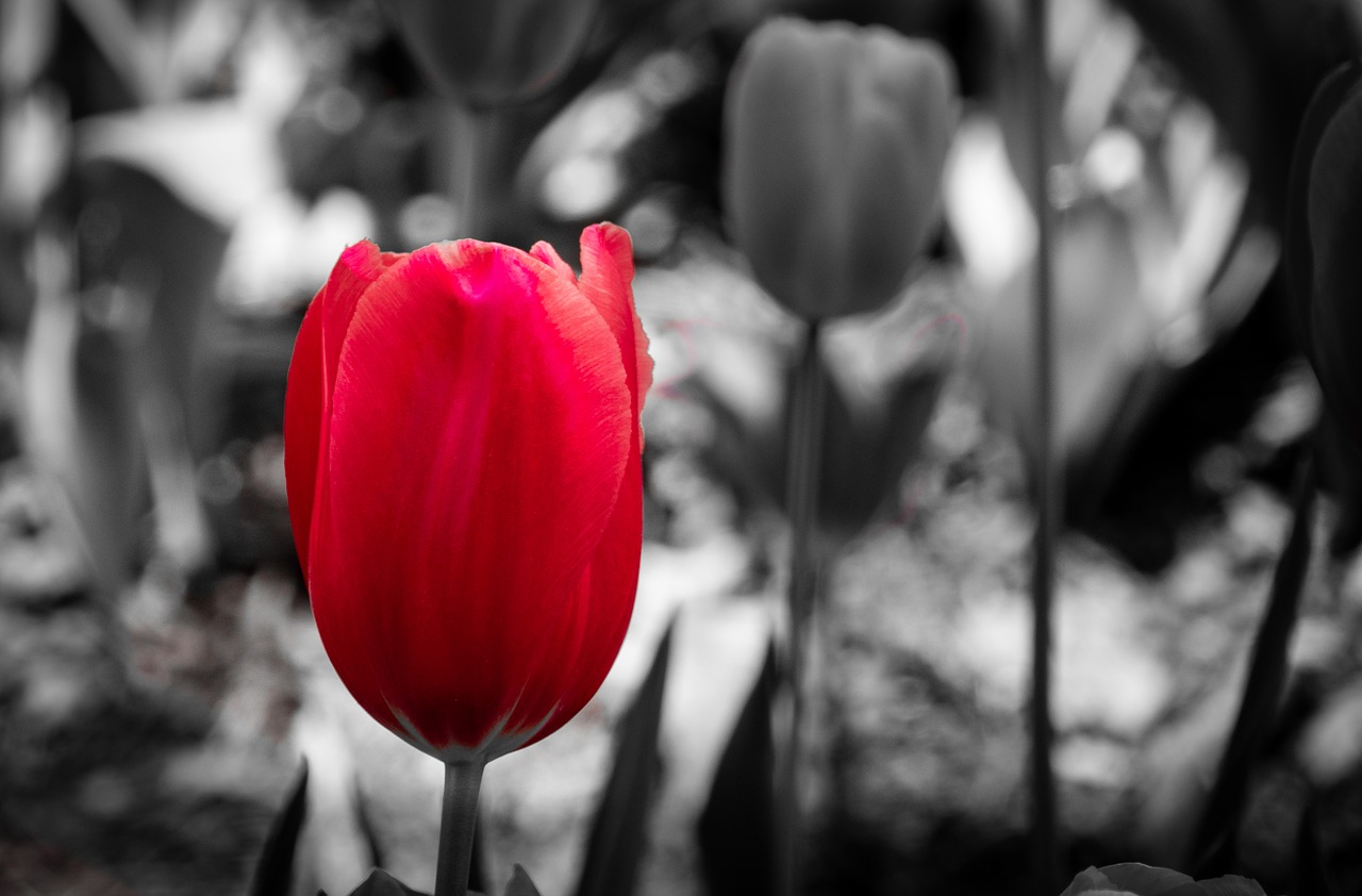 tulip  flower  spring free photo