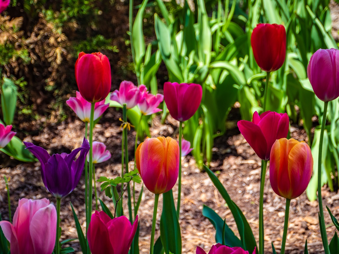 tulip  flower  colorful free photo