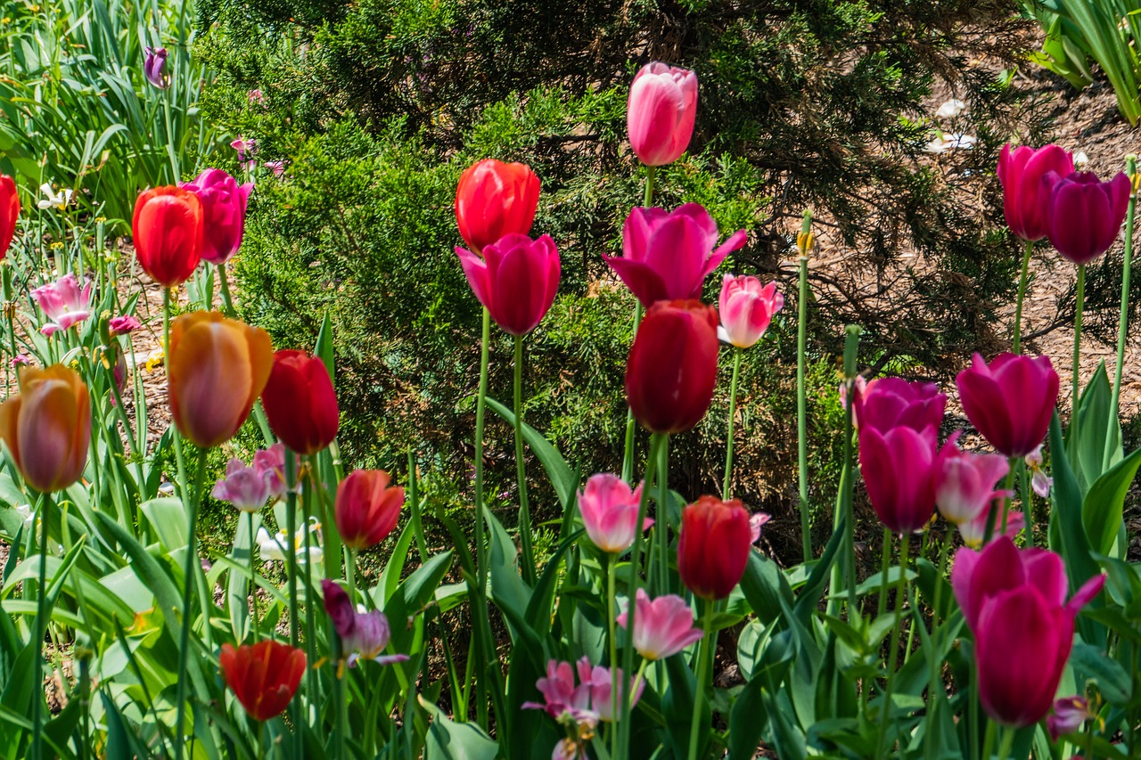 tulip  flower  colorful free photo