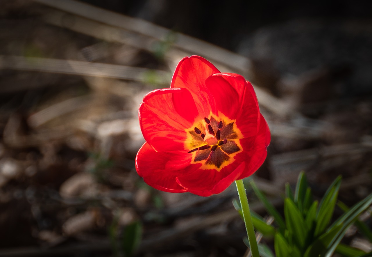 tulip  red  flower free photo