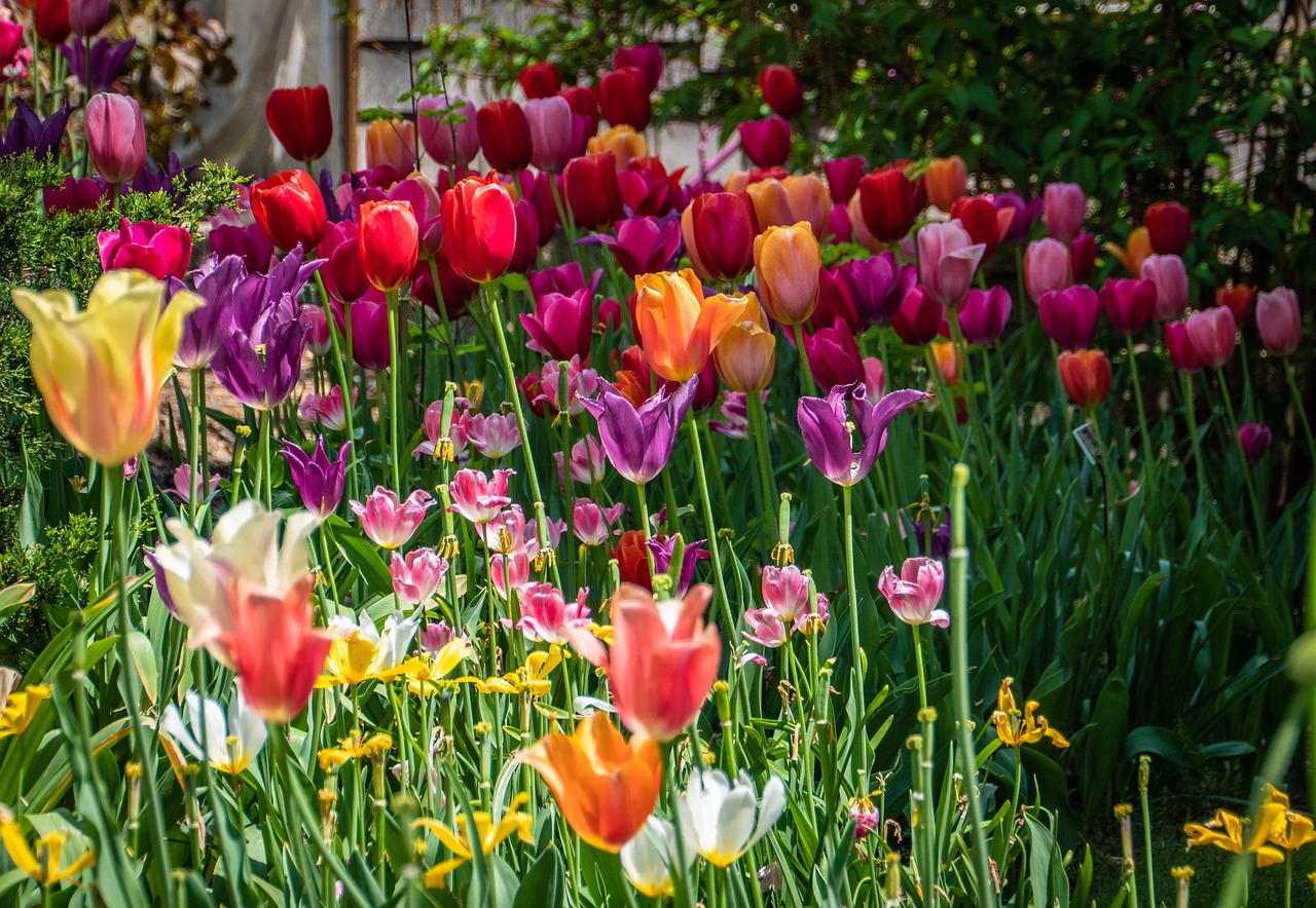 tulip  flower  spring free photo