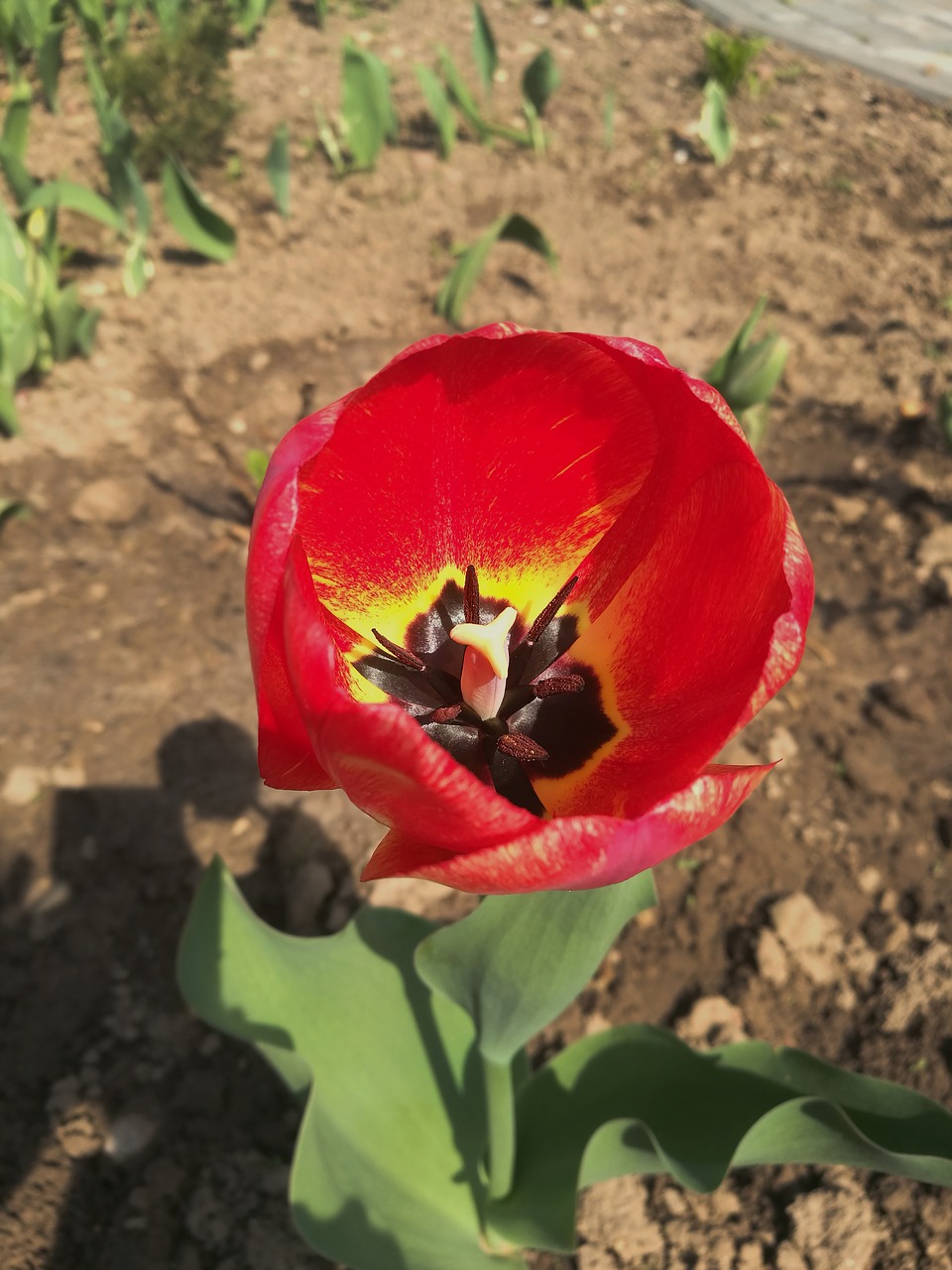 tulip  spring  flowers free photo