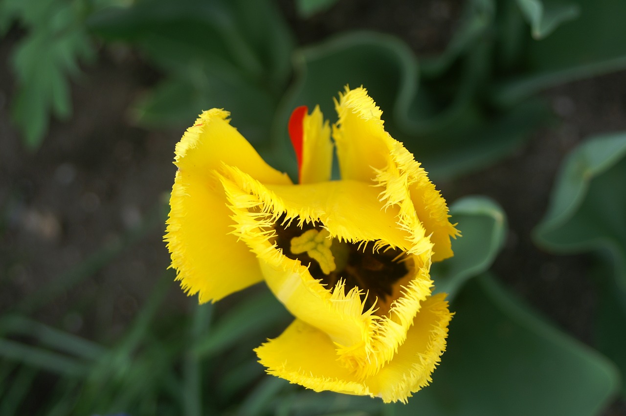 tulip  yellow  flowers free photo