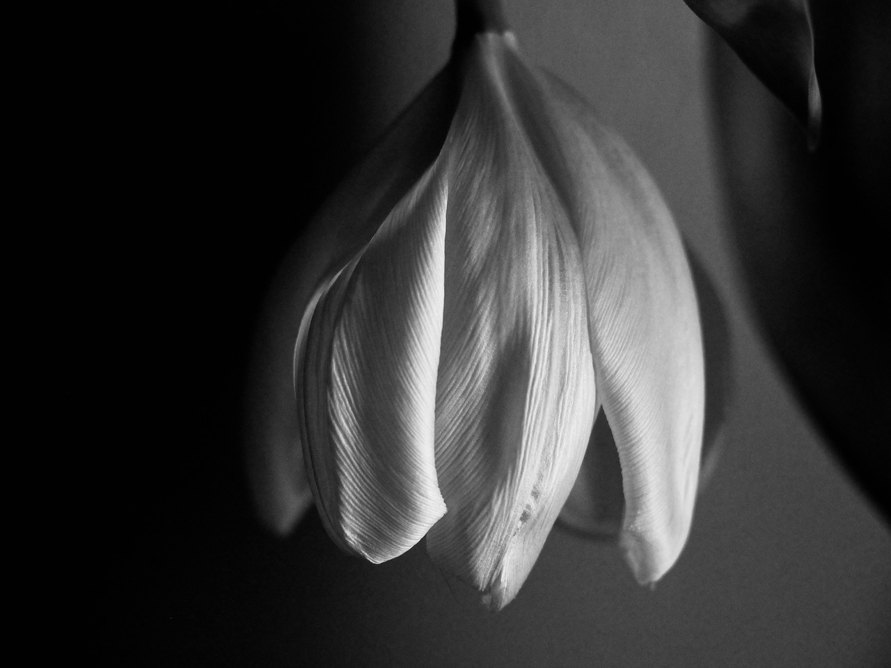 Tulip, wilting, white, black and white, flower - free image from ...