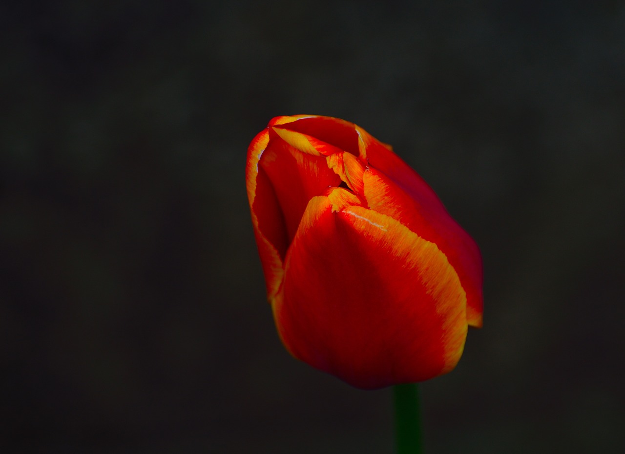 tulip spring flower bloom free photo