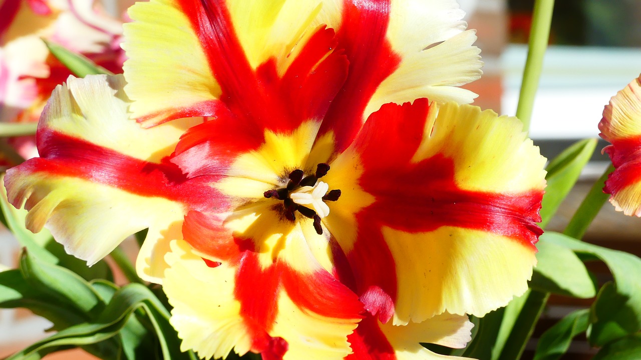 tulip  plant  blossom free photo