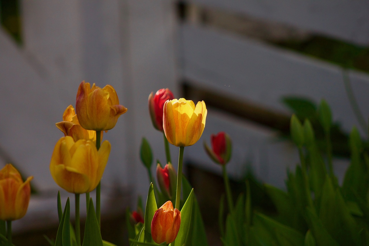 tulip  tulips  flower free photo