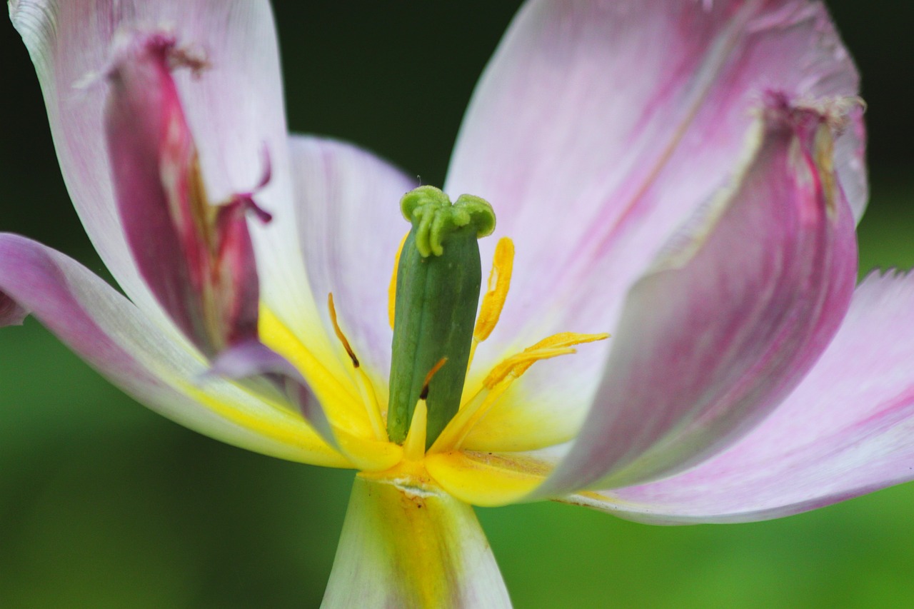 tulip  flower  spring free photo