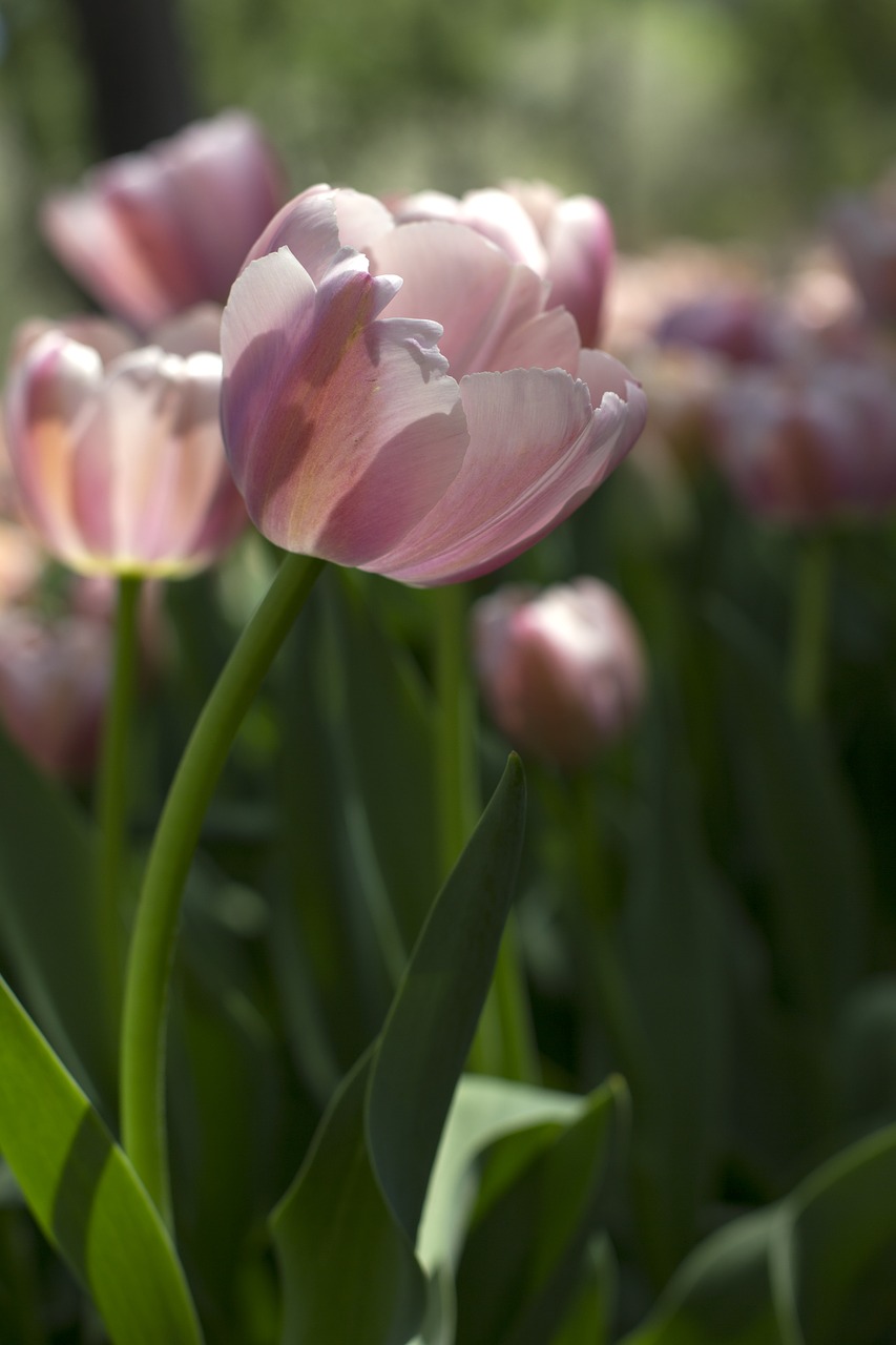 tulip  light  pink free photo