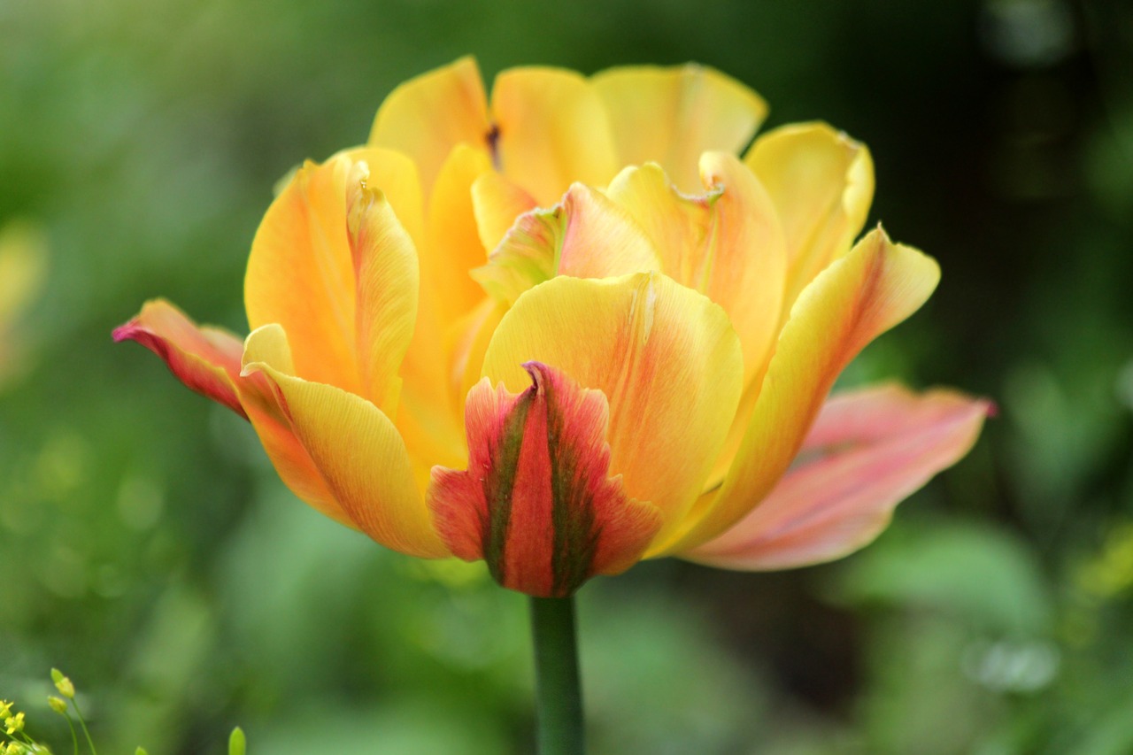 tulip  flower  spring free photo