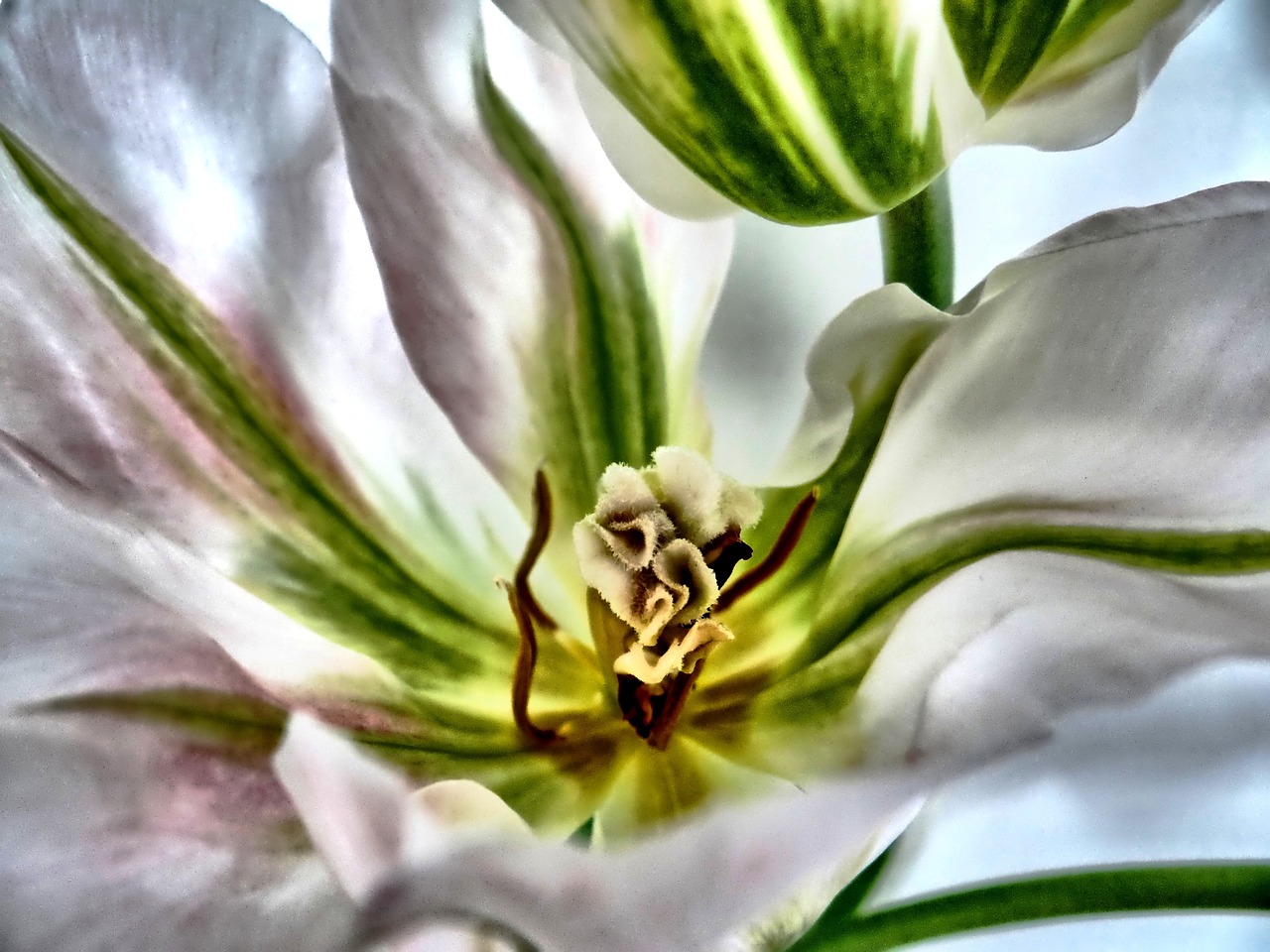 tulip white close free photo