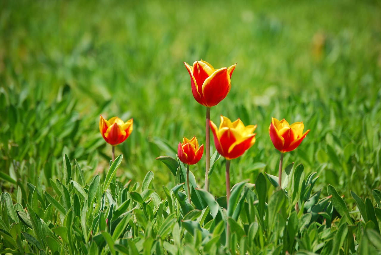 tulip  flowers  spring free photo